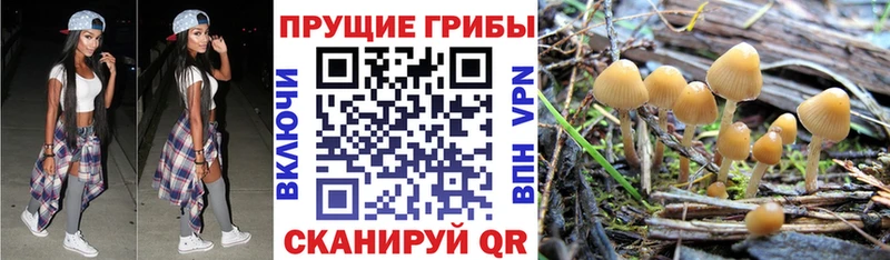 Псилоцибиновые грибы мухоморы  даркнет сайт  Магадан 